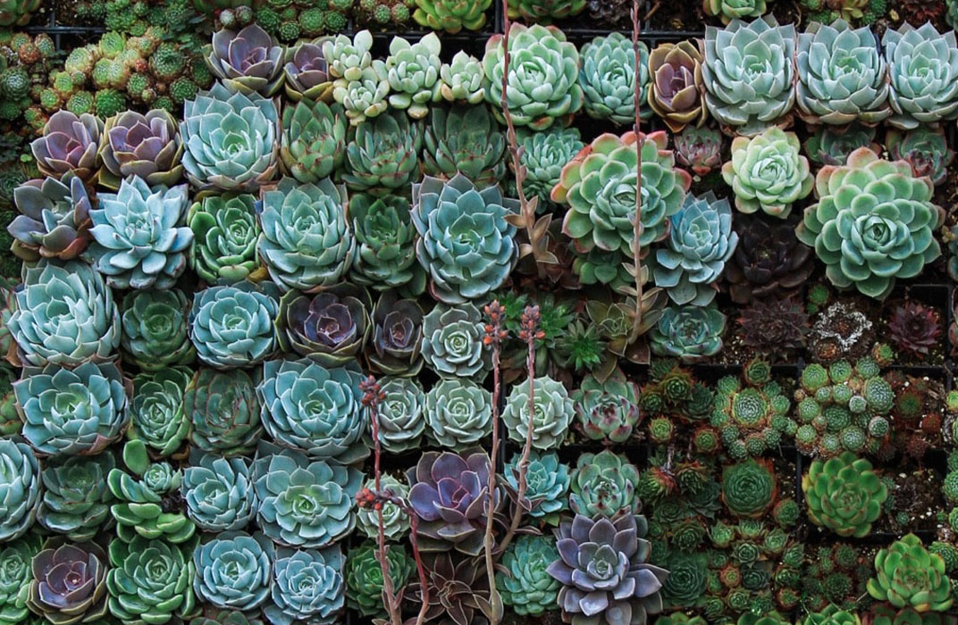 Succulents Masthead